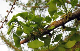 Ginkgo