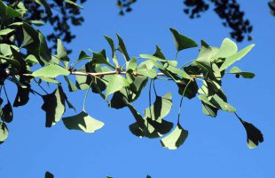 Ginkgo listovi