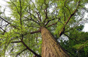Ginkgo