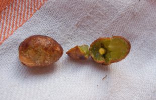 Pečene sjemenke ginka