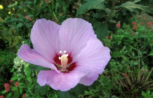 cvijet hibiskusa
