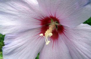 cvijet hibiskusa