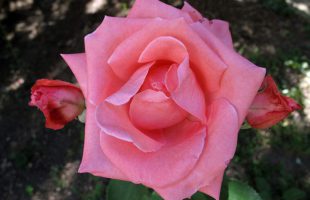 roza ruža