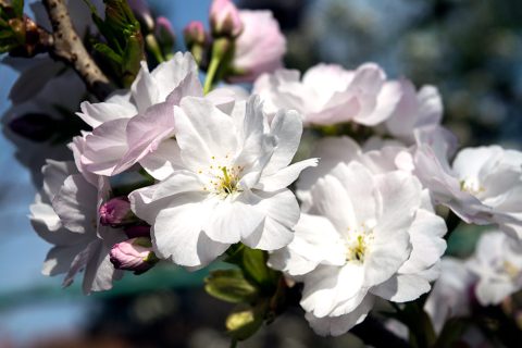 Cvjetovi japanske trešnje