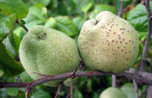 Plodovi ukrasne dunje