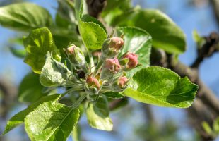 Cvjetni pupoljci jabuke