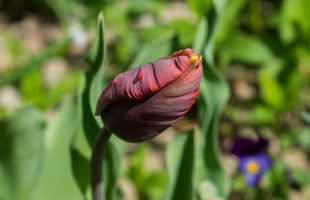 Pupoljak tulipana