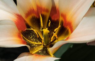Prašnici i tučak tulipana