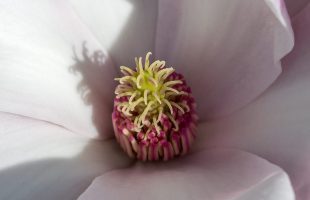 Cvijet magnolije