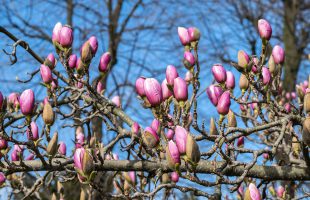 Neotvoreni cvjetovi magnolije