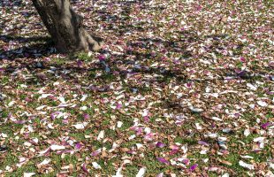 Tlo prekriveno laticama magnolije