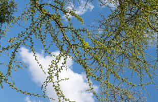 Grane ginka u rano proljeće