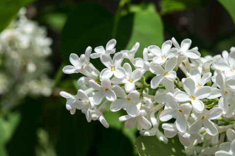 Cvijet bijelog jorgovana