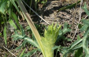 Poljski kotrljan u početku vegetacije