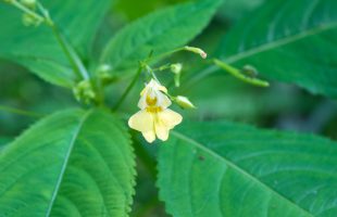 Cvijet sitnocvjetnog nedirka