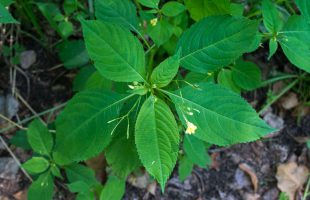 Sitnocvjetni nedirak