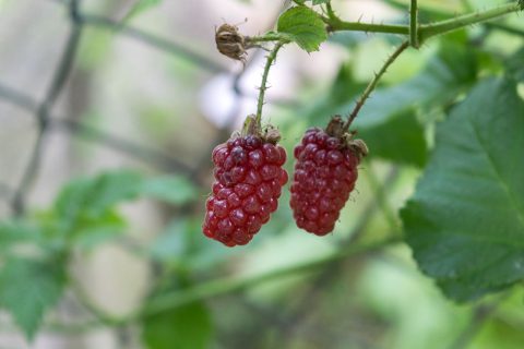 Plodovi tayberrya