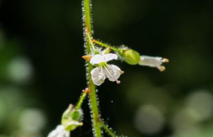 Cvijet bahornice