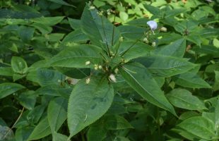 Listovi balfourovog nedirka