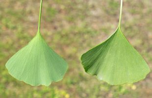 Lice i naličje lista ginka