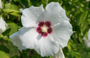 Cvijet hibiskusa