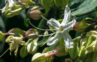 Cvijet klerodendrona