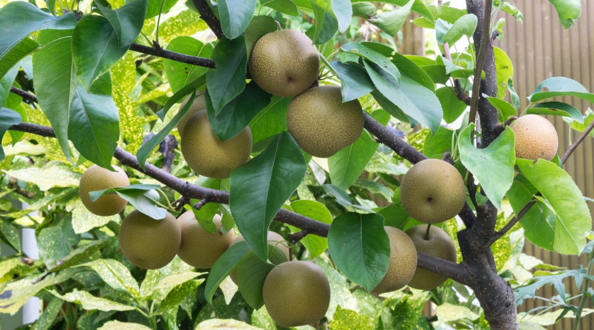 Plodovi nashi stabla