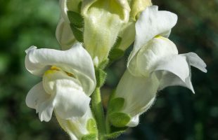 Cvjetovi bijele zijevalice