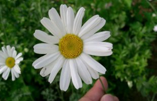 Cvijet dalmatinskog buhača
