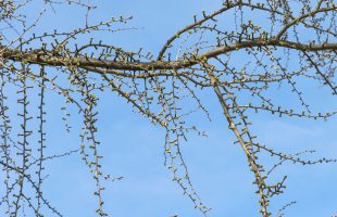 Grane ginka početkom listanja