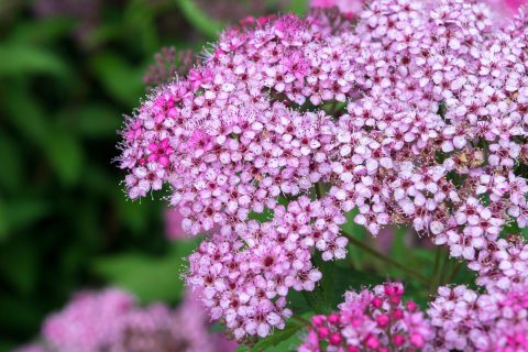 Cvjetovi japanske suručice