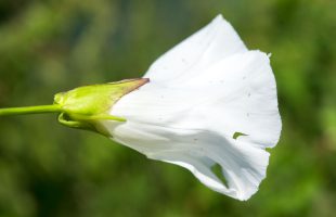 Cvijet ladoleža