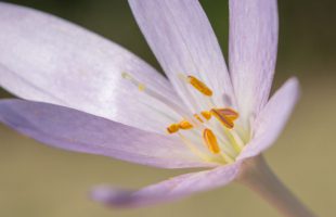Cvijet mrazovca s prašnicima
