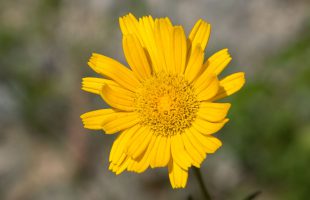 Cvijet žutog volujca
