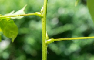 Stabljika i peteljke listova glicinije