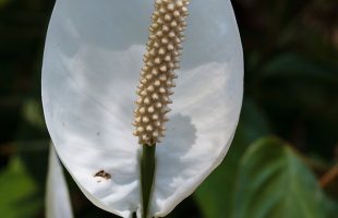 Cvijet spatifiluma