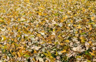 Otpali listovi srebrnolisnatog javora u jesen