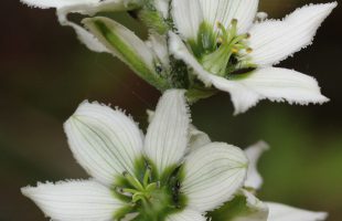 Cvjetovi bijele čemerike
