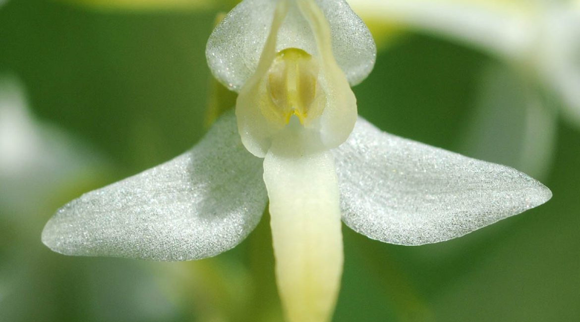 Cvijet bijelog vimenjaka