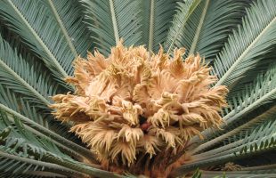 Cikas palma (Cycas revoluta) - Plantea