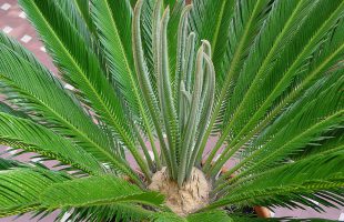 Cikas palma (Cycas revoluta) - Plantea