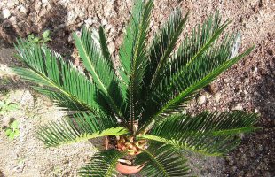 Cikas palma (Cycas revoluta) - Plantea