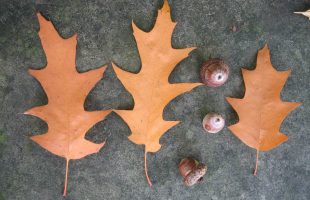 Listovi i plodovi crvenog hrasta u jesen
