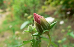 Cvjetni pupoljak mjehuraste sljezolike