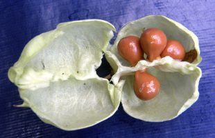 Plod perastolisnog klokoča sa sjemenom