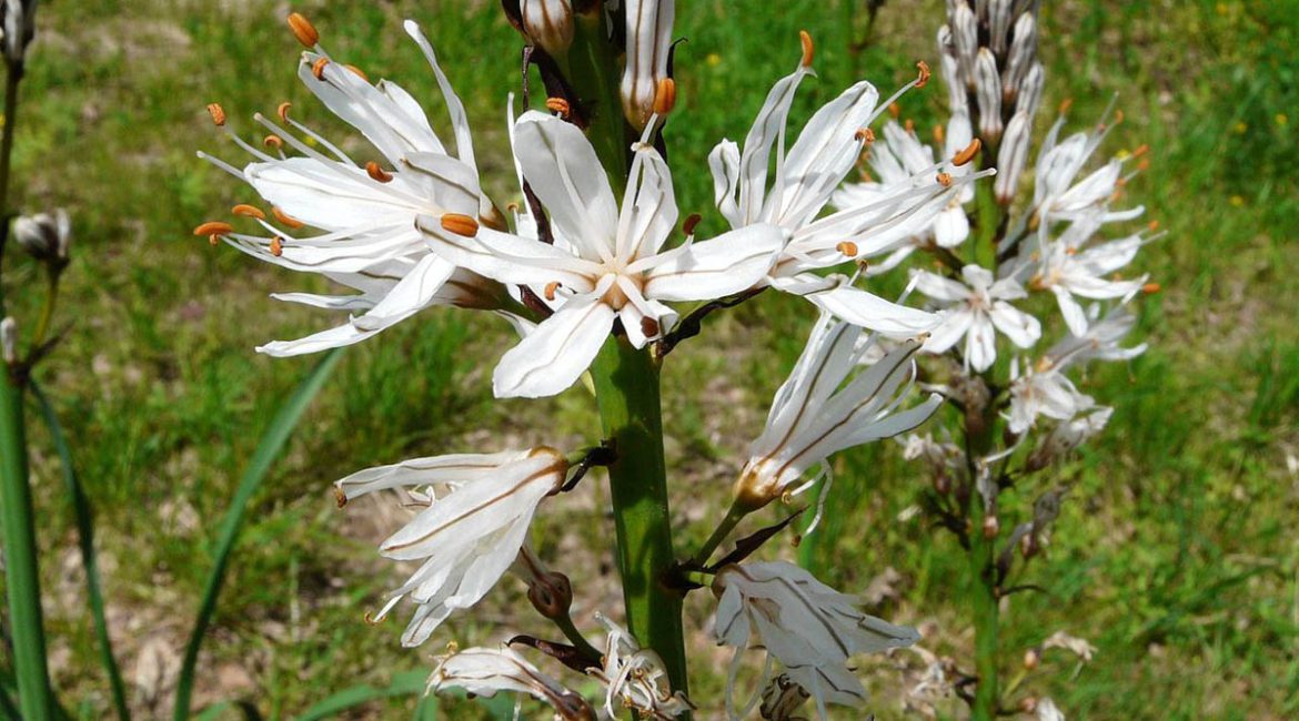 Cvjetovi bijelog čepljeza