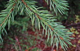 Listovi engelmanove smreke