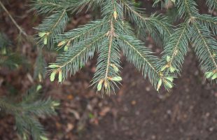 Listovi engelmanove smreke