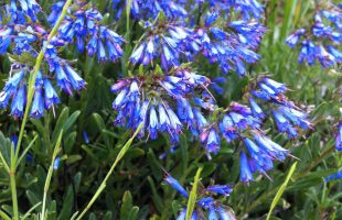 Cvjetovi modrog lasinja