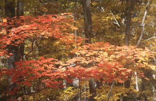 Listovi crvenog javora